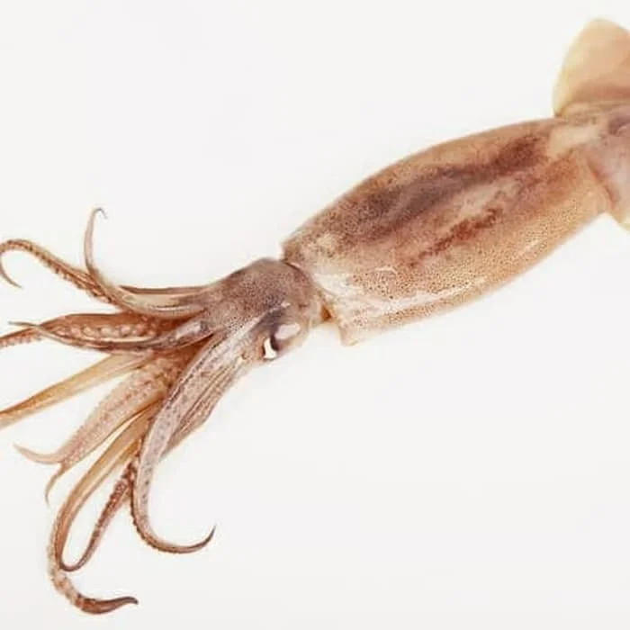 High Quality Fresh Frozen Illex Squid(Todarodes Pacificus) at Whole Sales Price