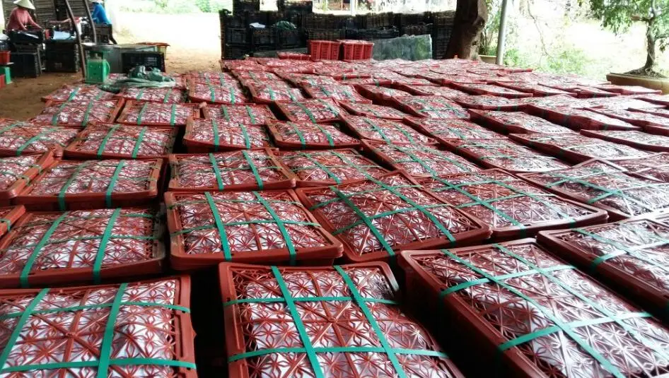 Cleaned Organic Natural Fresh Sweet Potato From Vietnam 2022