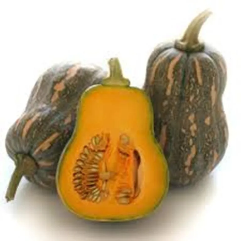 Exporting Fresh Pumpkin with the Best Price From Vietanm