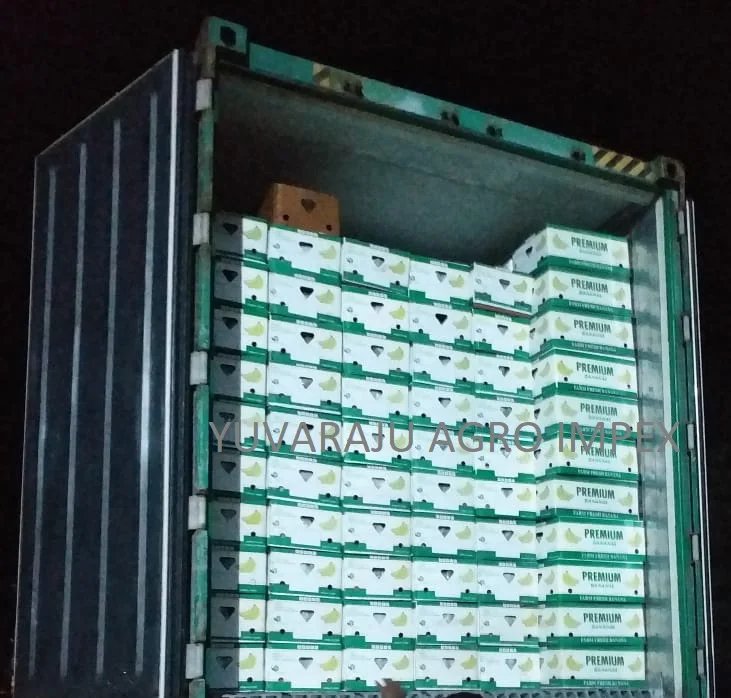 Naturally fresh High quality  Cavendish Banana Exporters / Traders from India  to Karaj Fiji Kuwait Yazd Malawi Tokyo