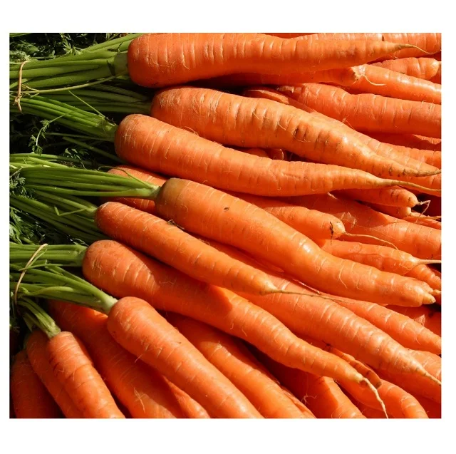 Best Quality Hot Sale Price Fresh Vegetables Carrots