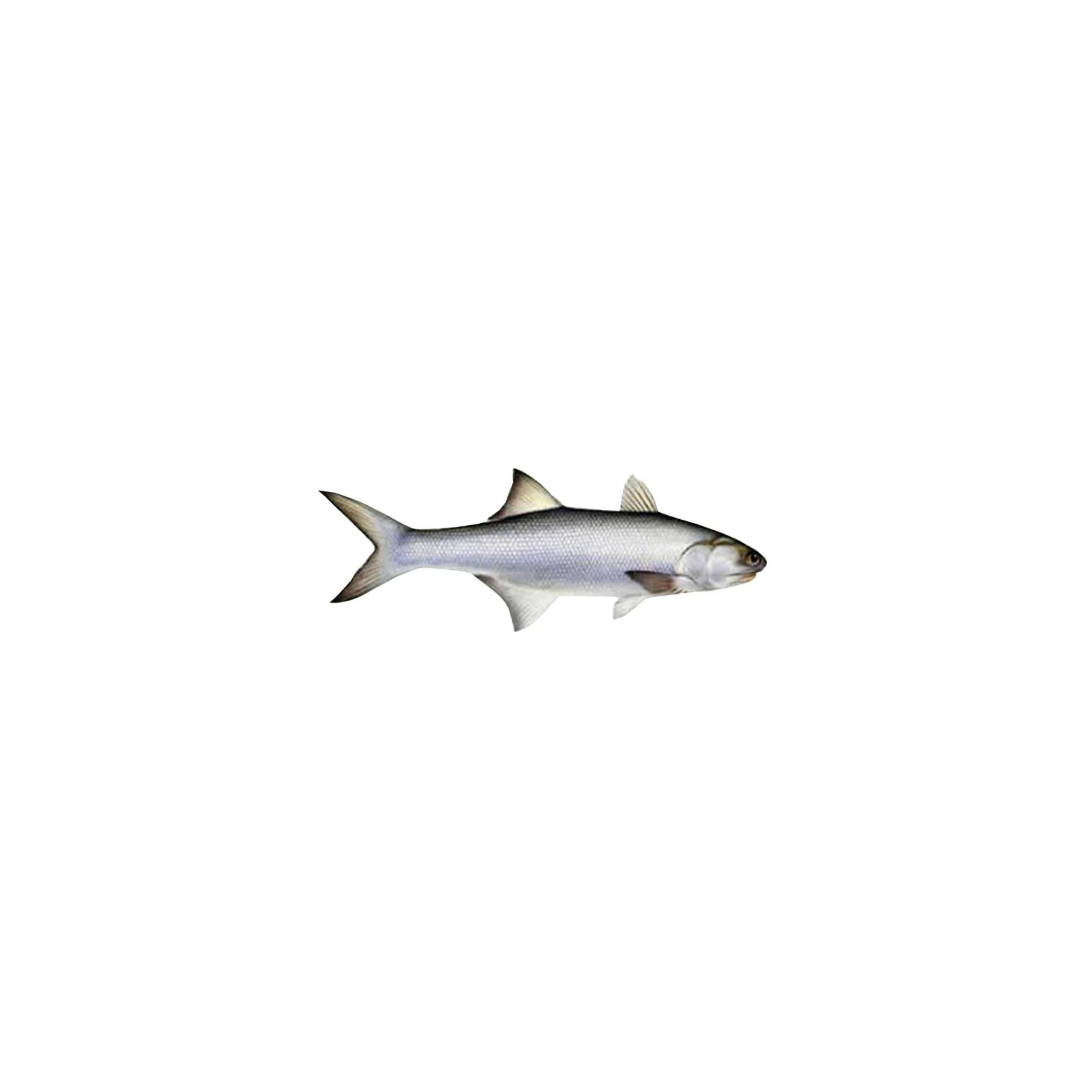 Affordable wholesale salmon fish for businesses Salmon fish for special occasions and events