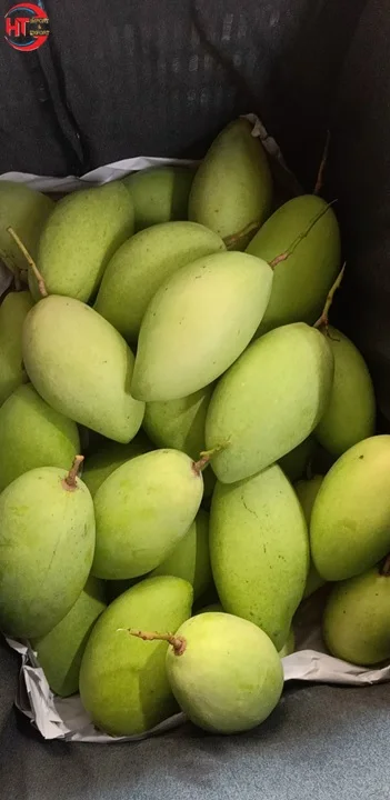 A Grade Export Fresh Fruit Organic Natural Sweet Taste Unripe Maturity Hoa Loc Mango From Vietnamese Brand