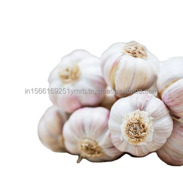 Factory Wholesale Cheap Price New Crop Raw Single Spices Fresh Garlic