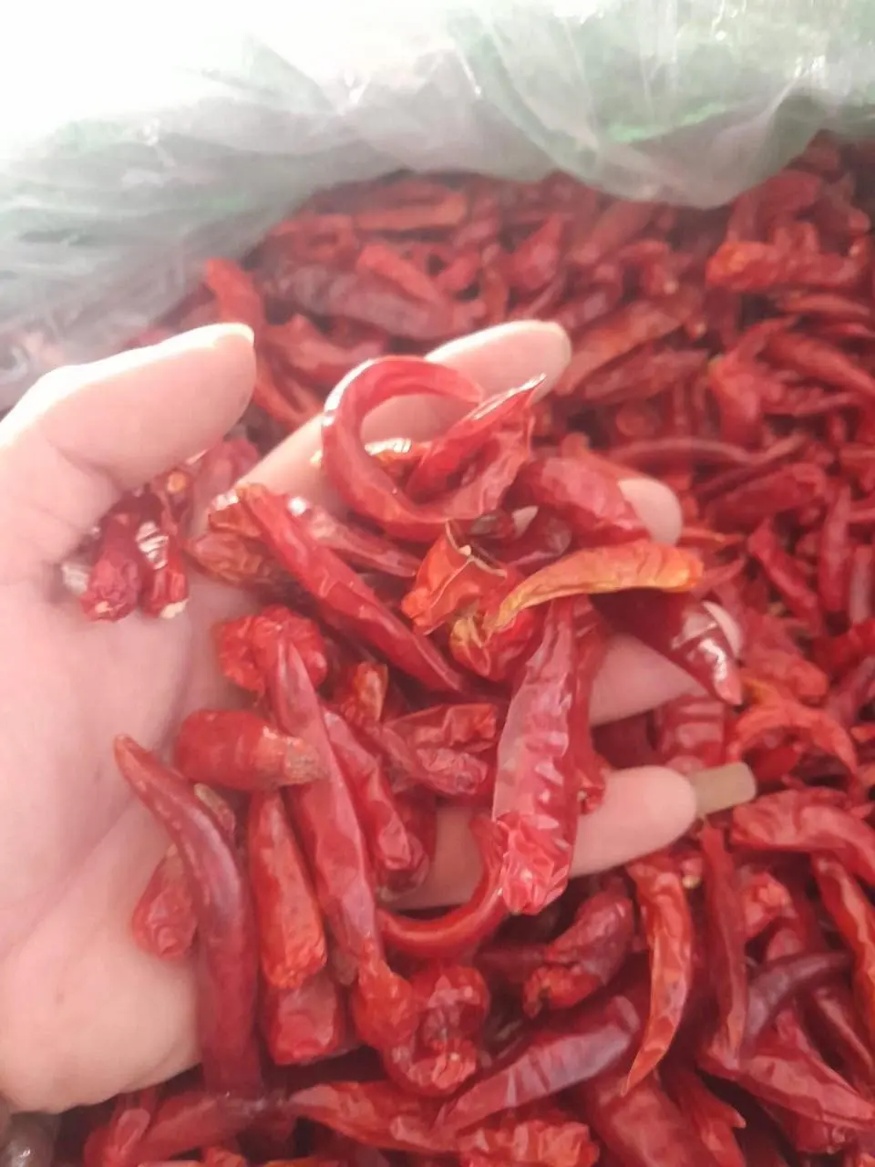 Hot Selling Export Standard 100% Dried Red Chilies with extremely spicy taste made in Vietnam grade 1 at low price