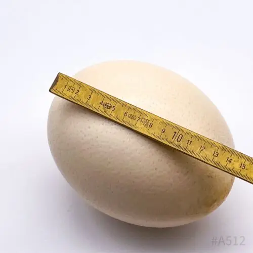 Прямая ферма свежие страусиные яйца-живые птенцы страуса