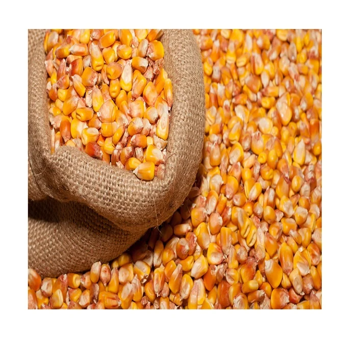 Wholesale Price Non-Glutinous Yellow Corn Maize Seeds / 100% Natural Quality Corn Seeds For Poultry