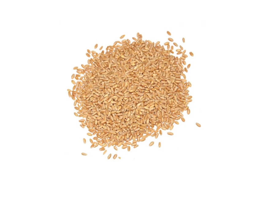PREMIUM QUALITY whole grain wheat for sale wheat grain wholesale buy wheat grain