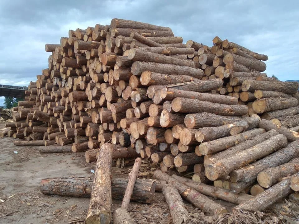 wood  Logs7.jpg