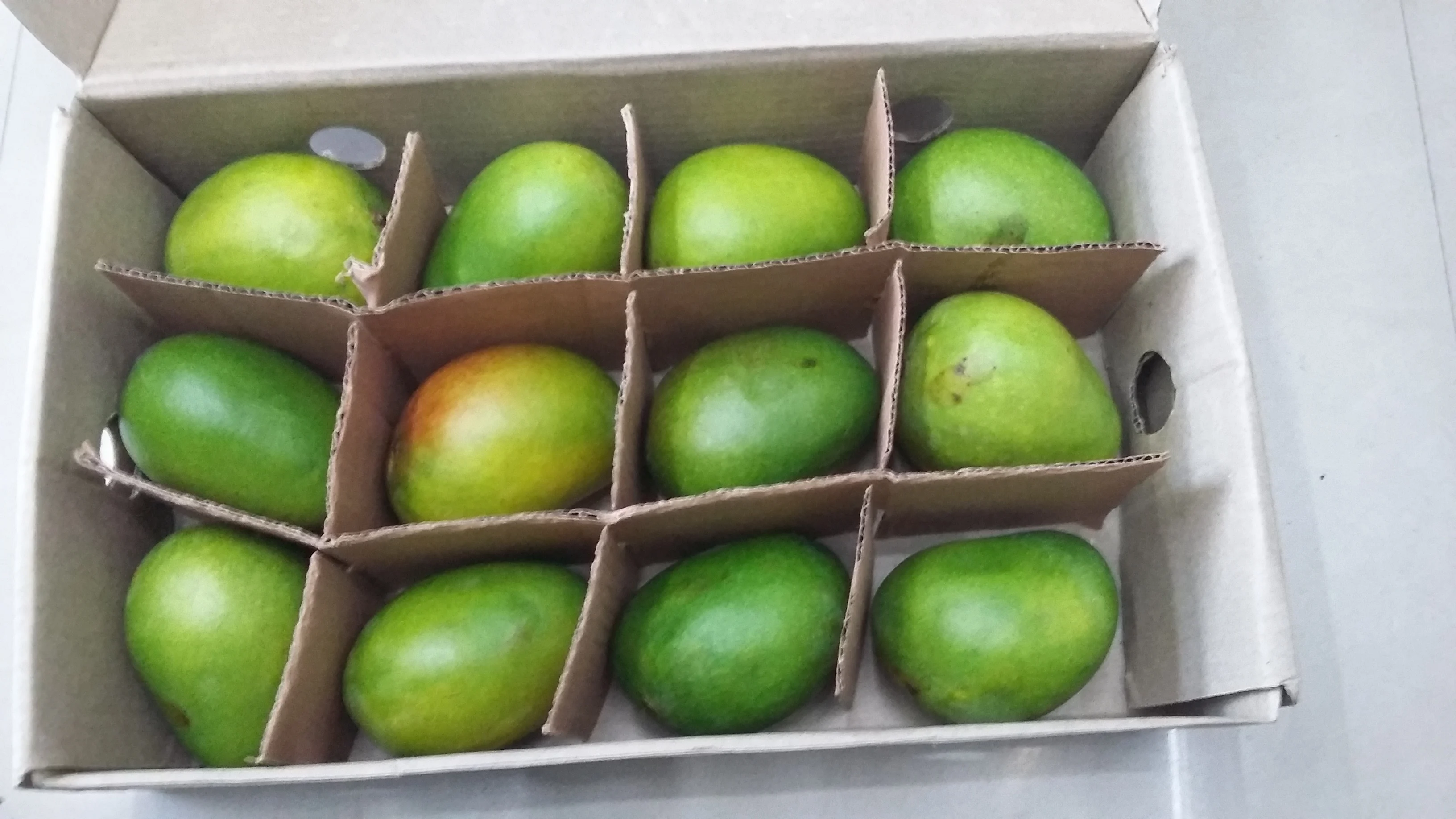 Unmatched Banganapalli sweetness of Mango Export to  Tunisia /   Somalia / Kenya /   Zimbabwe from India