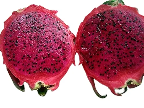 Fresh Red Dragon Fruit Wholesale Cheap Competitive Price High Quality From Suppliers From Vietnam