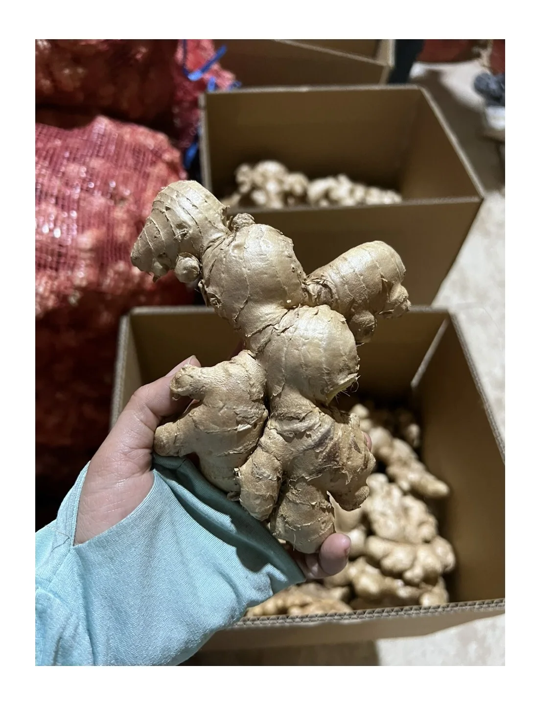 New Crop Vietnam Fresh Ginger With Export Standard With Competitive Price - Fresh Ginger Natural Size 100g-150g