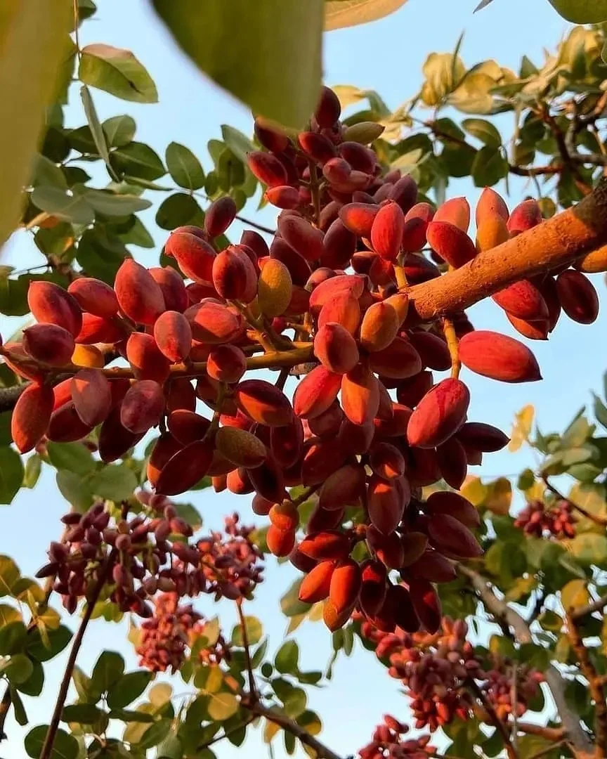 Высококачественные фисташевые орехи/жареные орехи/Сладкие фисташки доступны по низким