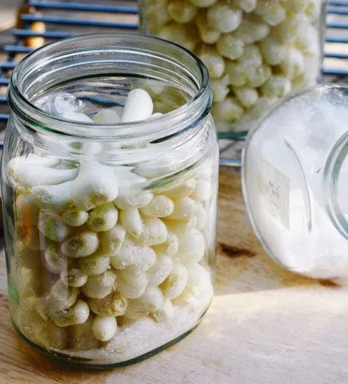 PICKLED SMALL LEEK EXPORT