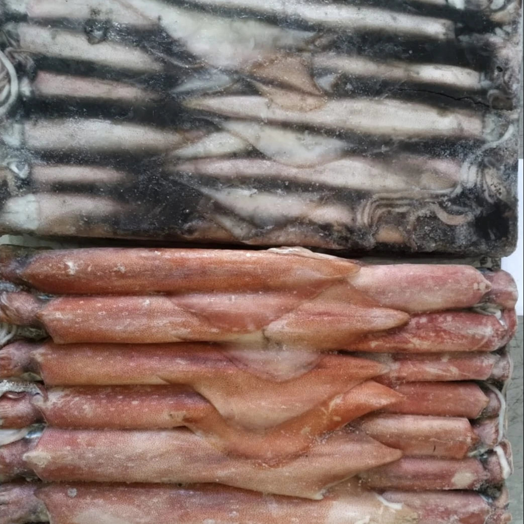 FRESH SEAFROZEN LOLIGO SQUID WHOLE ROUND  HOT SELLING TASTY ITEM 24 MONTHS SHELF LIFE INDONESIAN ORIGIN