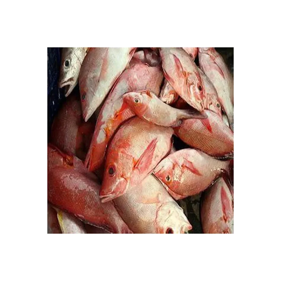 Red Snapper Best High Quality Fresh Frozen Red Snapper Fillet Skin On
