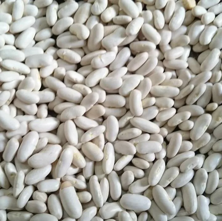 Food Grade 25kg bag Organic Dried long shape Butter Beans Small White Kidney Beans
