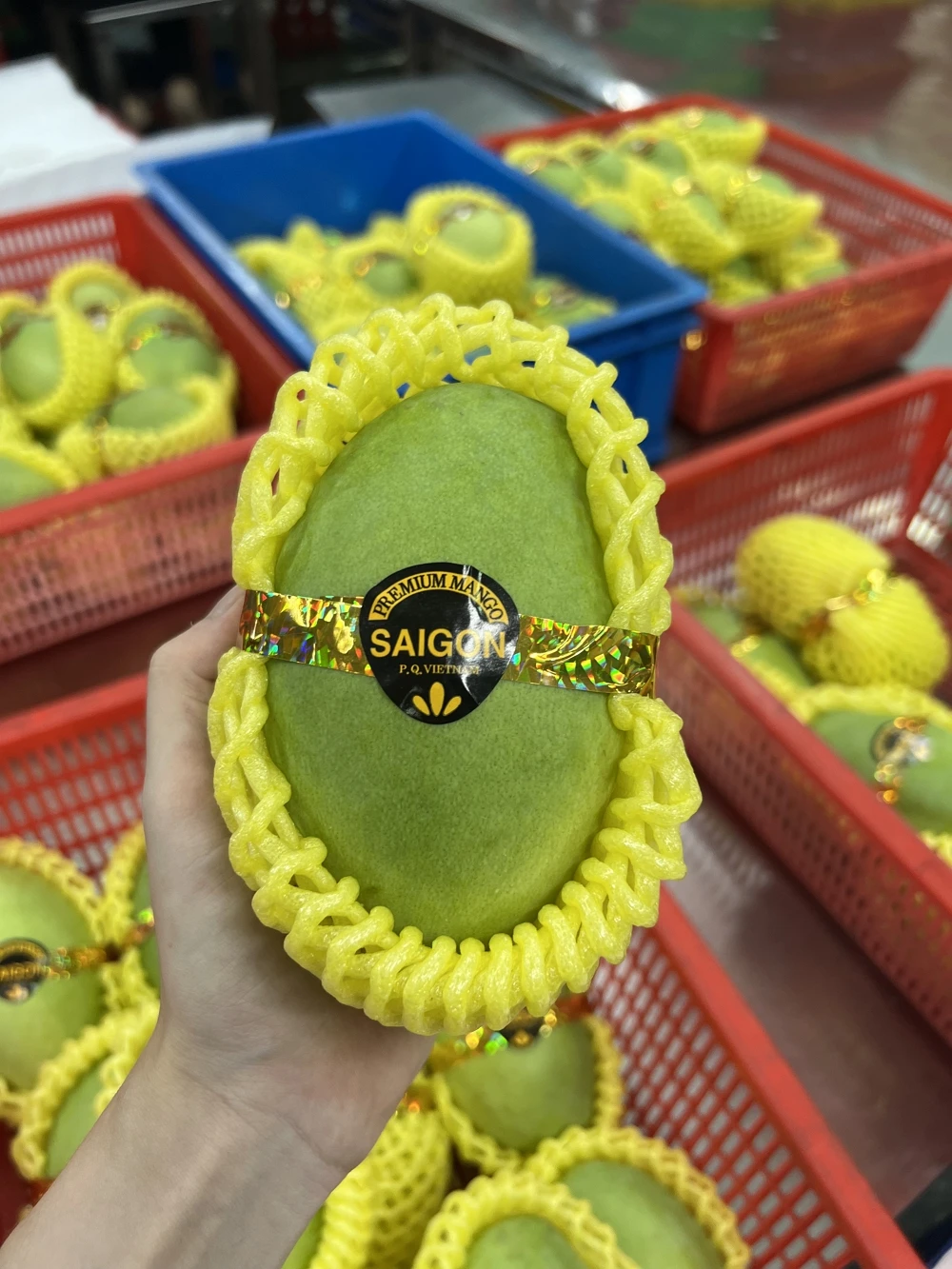 Вьетнамские всесезонные сельскохозяйственные продукты свежий манго Кео экспорт в картонной коробке