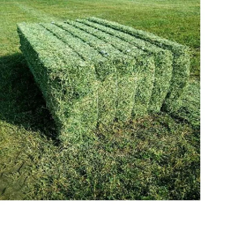 Top Grade Alfalfa For Animal Feed / Alfalfa Hay In Bulk
