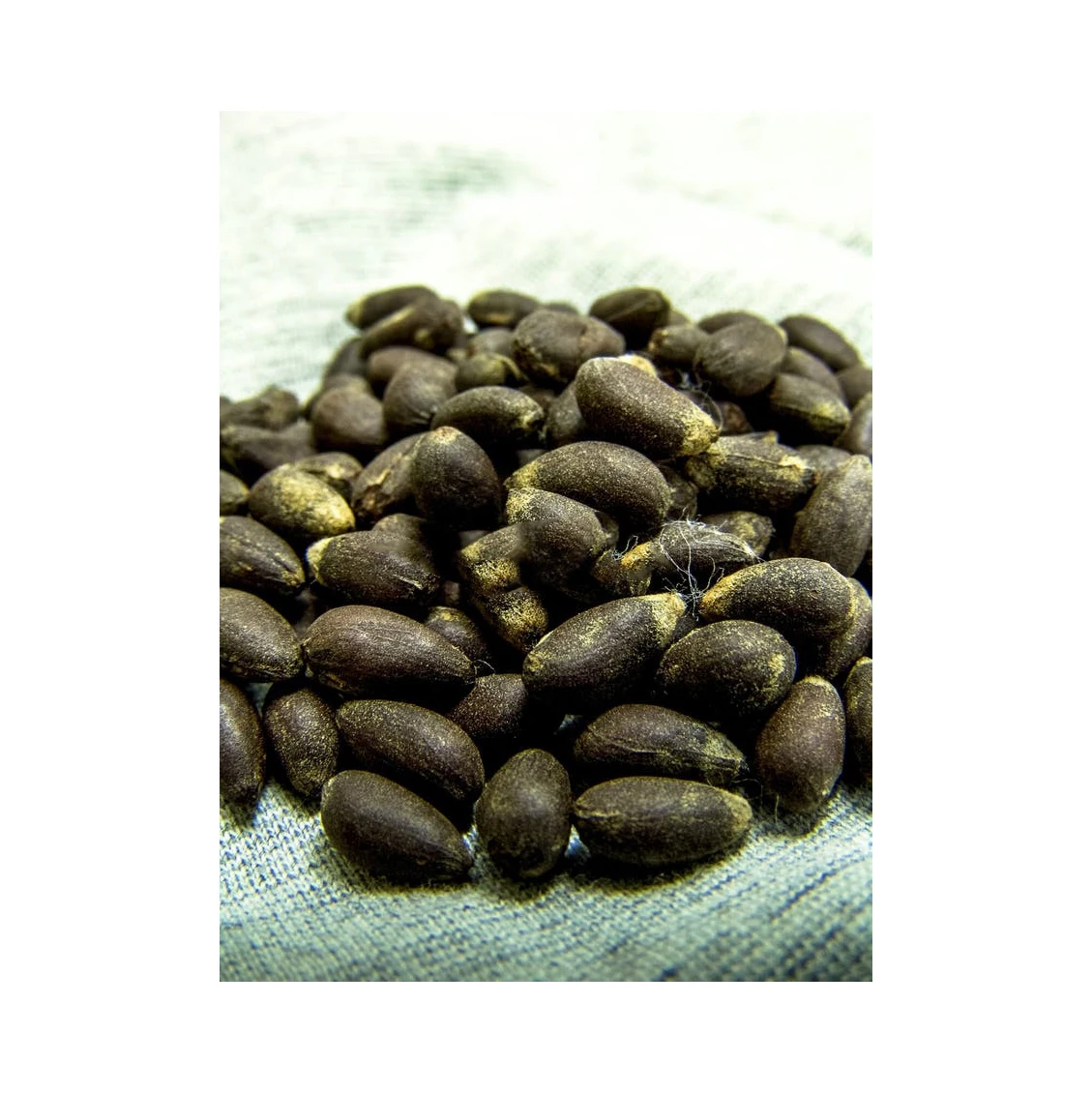 Top quality cotton seed High Quality Cotton Seed high protein meal for animal feed