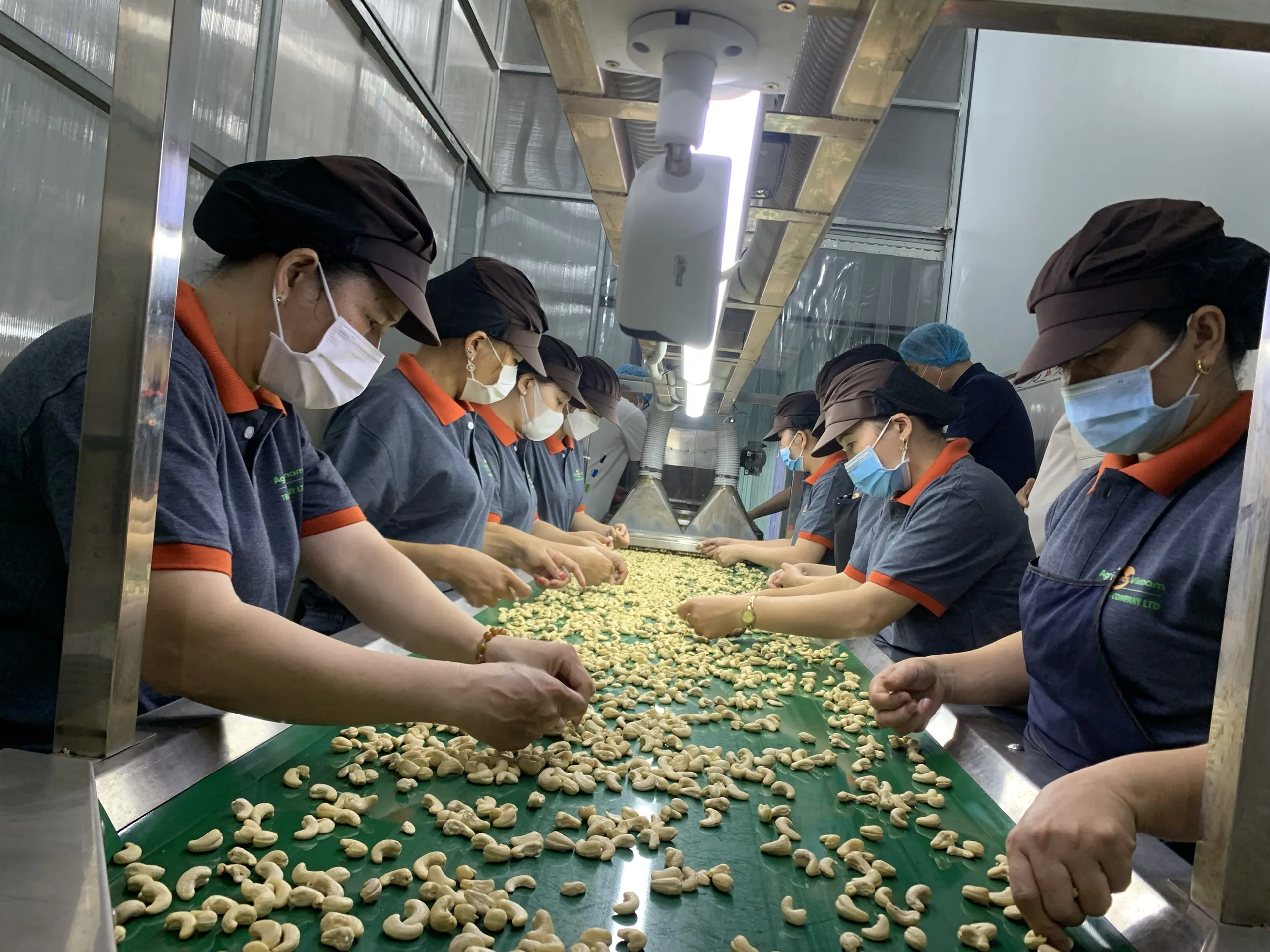 Cashew nuts WW240 Raw Cashew Nuts 100% Natural Origin Vietnam high quality best price vancuum bag For Sale