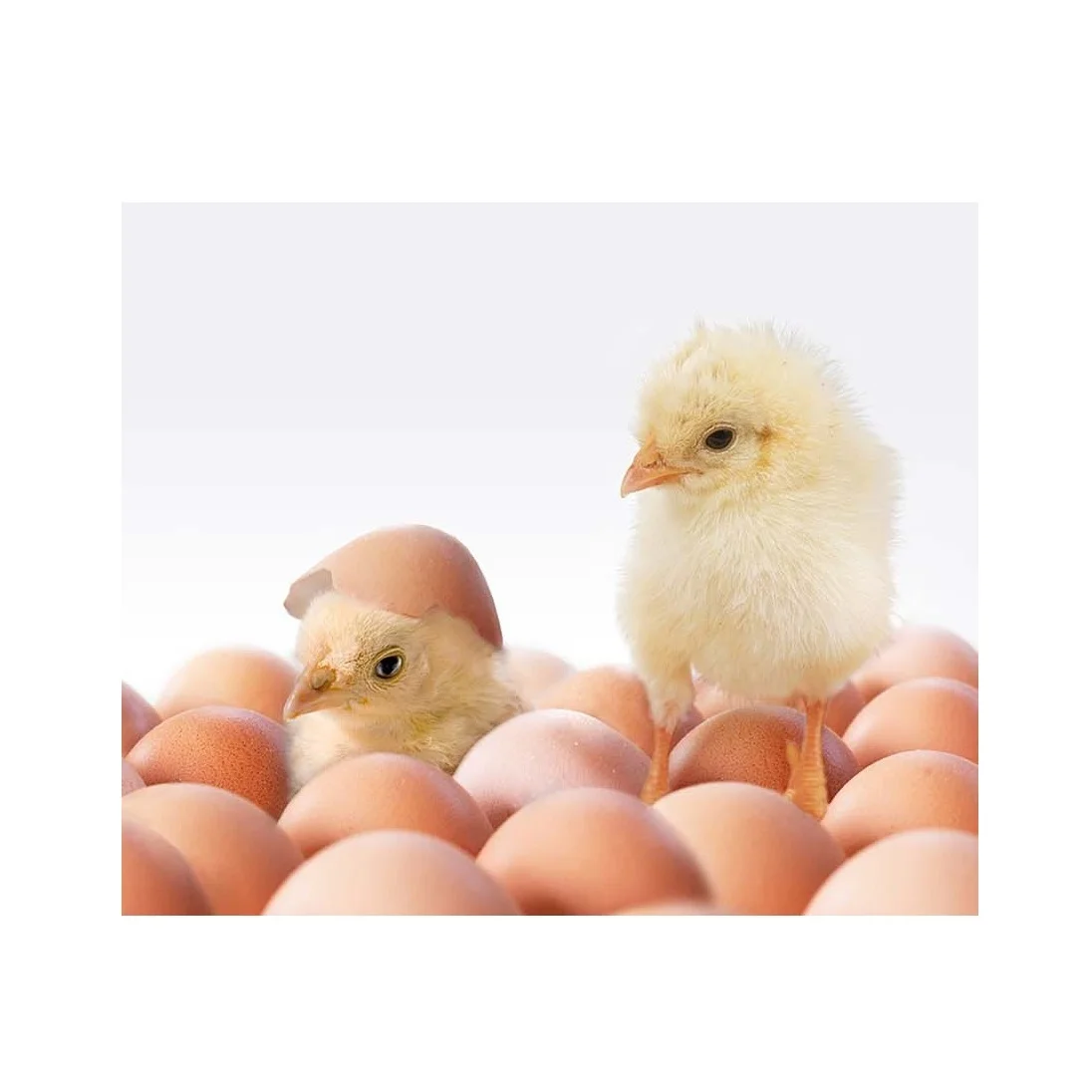 Оригинальное качество 1 день старый Цыпленок Оптовая Лучшая цена