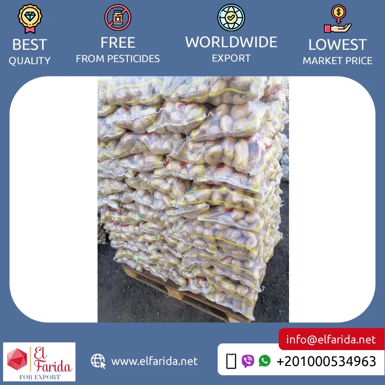 Bulk Quantity Supply High Quality Egypt Origin Export Natural Fresh Vegetable Big Size Potatoes Spunta Diamond Lady Rosetta