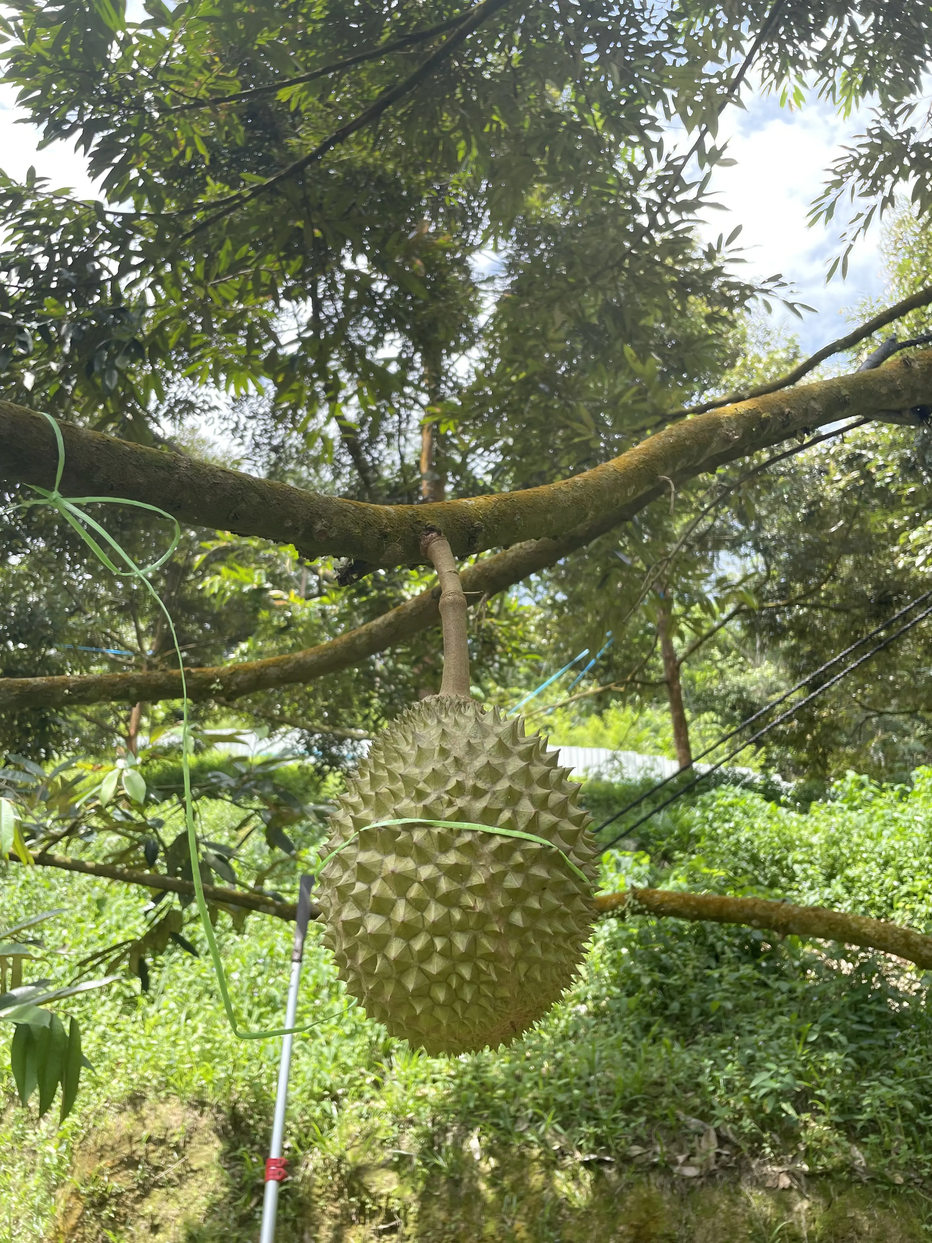 Best Fresh Durian Smelly Fruit Tropical Fruit Malaysian Thorny D197 Durian Pulp Tray Green Fruit