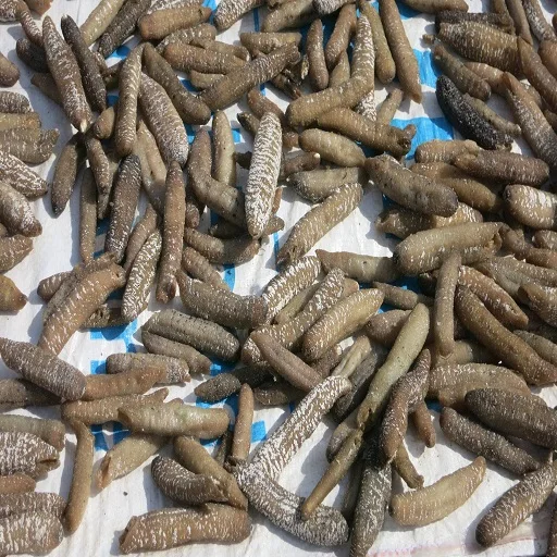 Dried Sea Cucumber / Dry Sea Cucumber For Sale