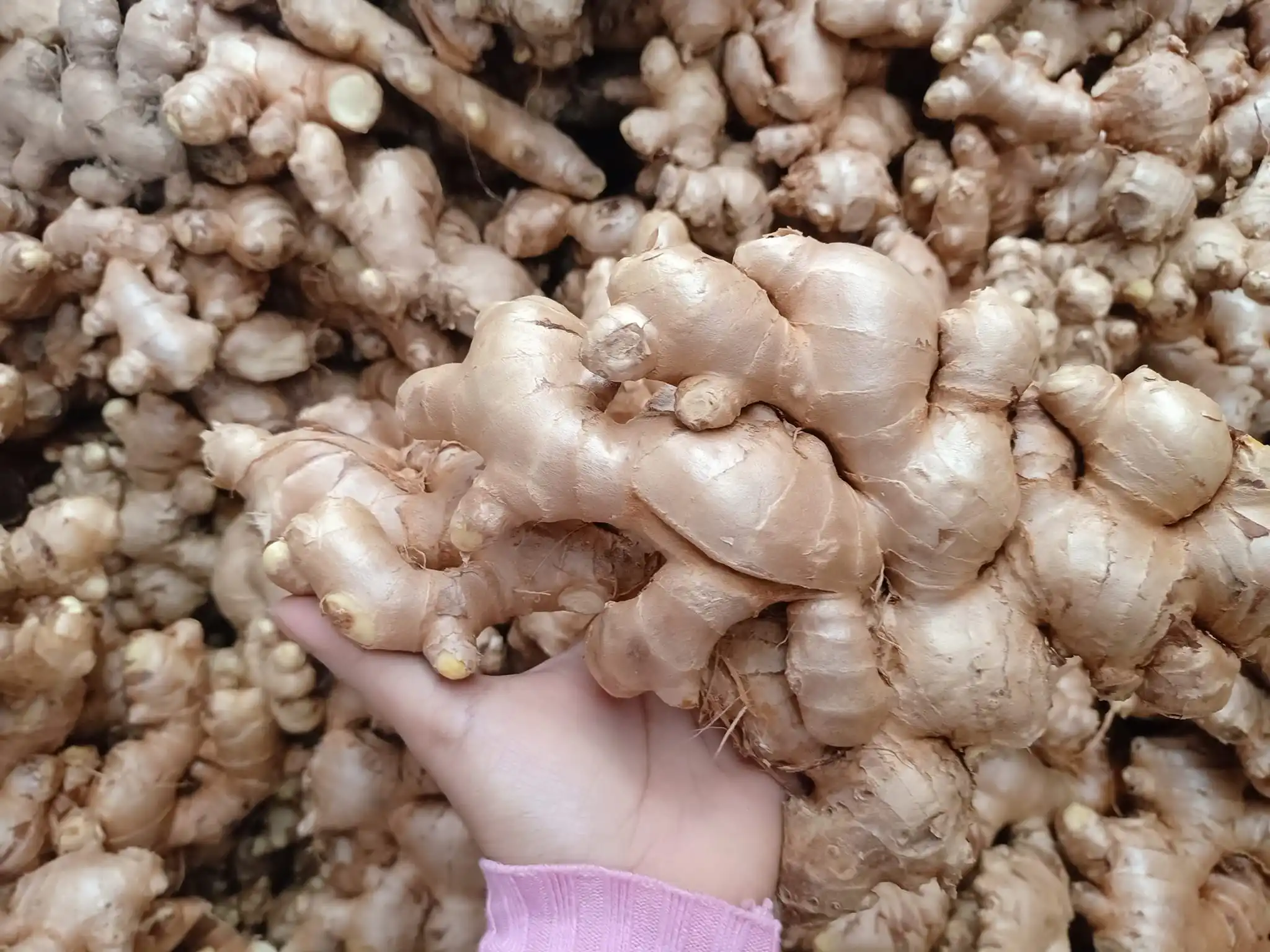 Vietnam FRESH GINGER suppliers and manufacturers Air Dried Ginger 0084971886886