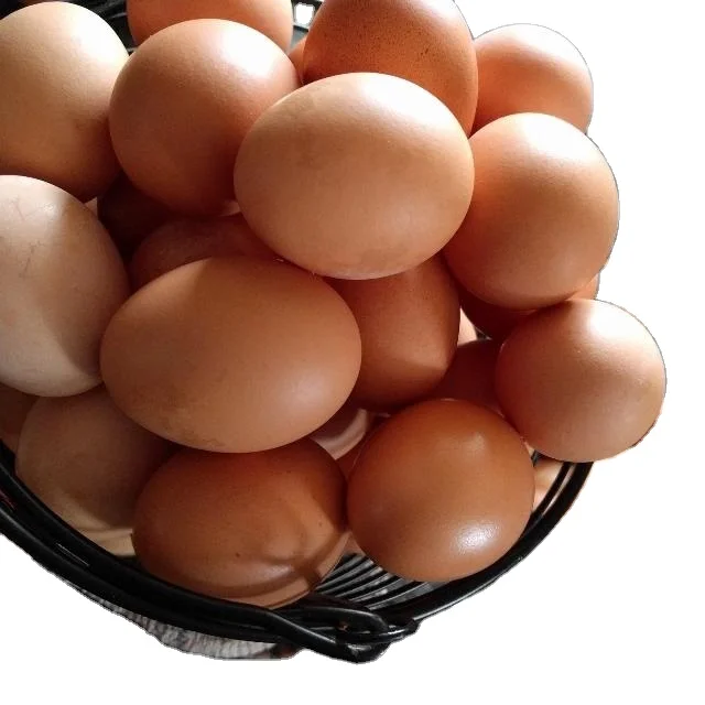 Chicken eggs in bulk price from Germany