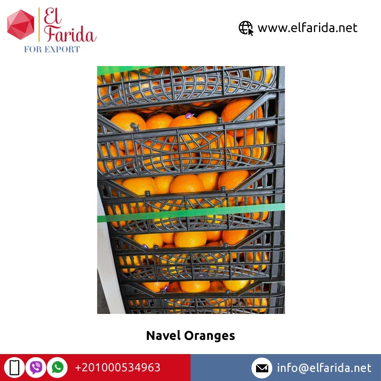 Egypt Origin Exporter of New Crop Natural Sweet Delicious Fresh Navel Orange/ Valencia Orange for Bulk Purchase