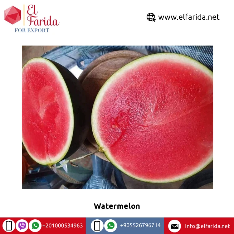 100% натуральный вкусный вкус, лучшее качество, оптовая продажа, Египетский свежий фруктовый арбуз без семян по надежной рыночной цене из египта