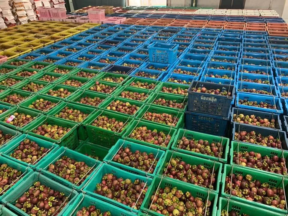High Quality Lychee Fresh Fruit Best Seller from Vietnam fruit Sweet And Juicy Lychee lichee latest season competitive price