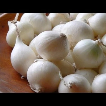 whole sale organic Pearl Onions