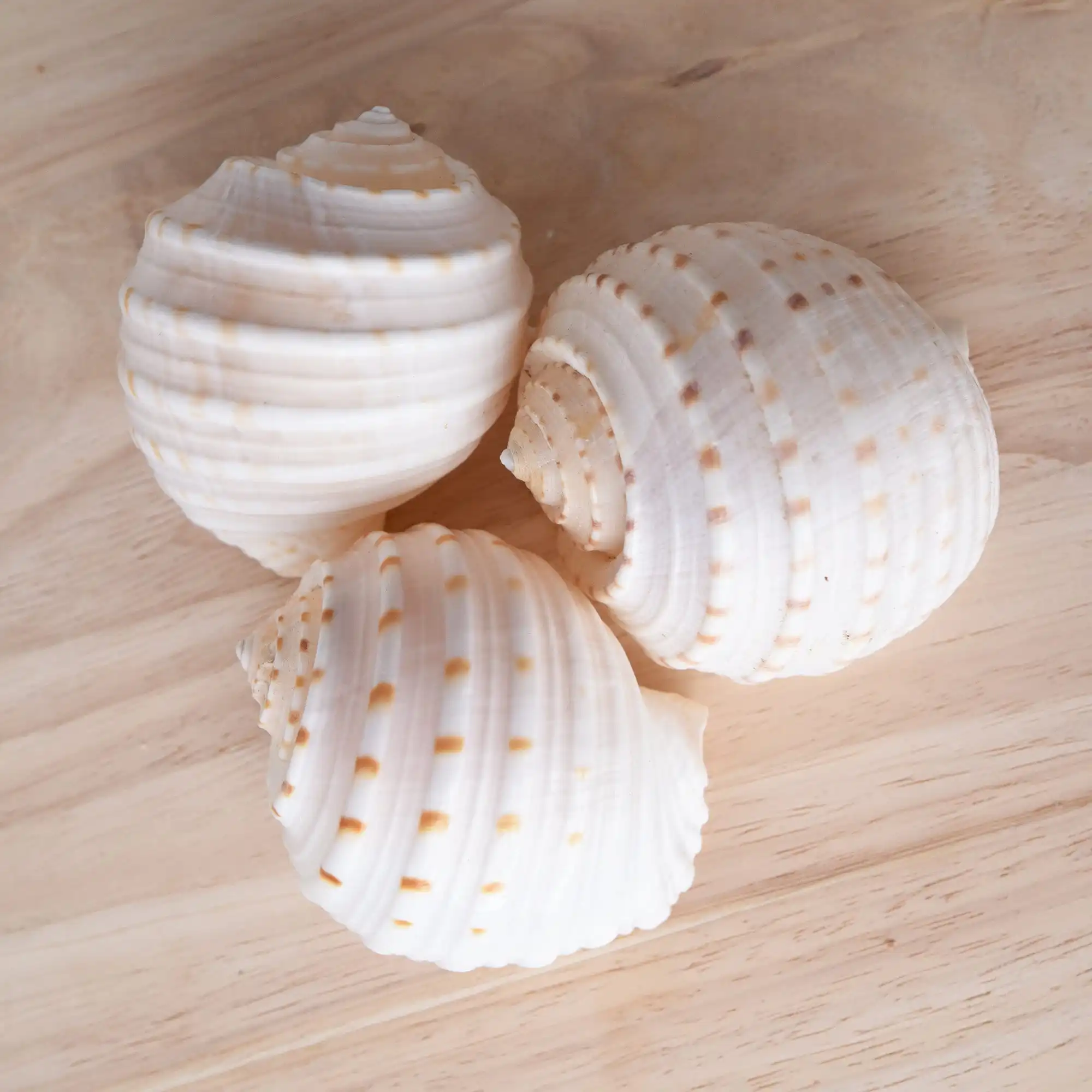 Spotted Tun Shell Natural Seashell for Coastal Home Decor and Marine Life Collections Blue Lotus 2024