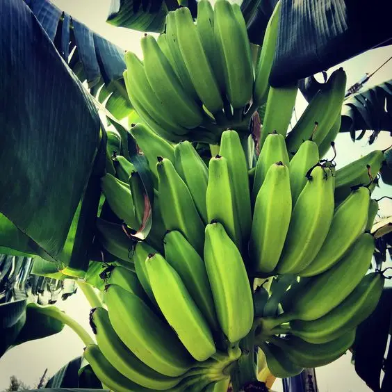 Ensure customer satisfaction with our premium Fresh Bananas, a hallmark of quality and affordability.