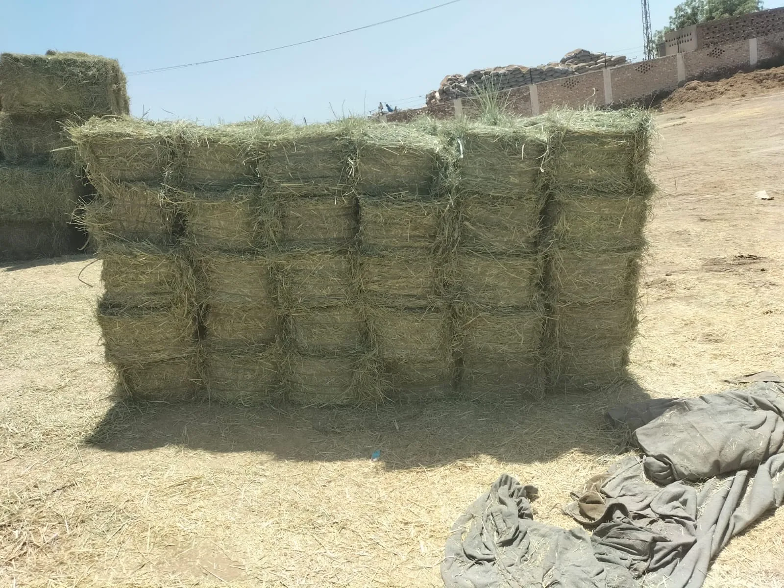 High Quality Pakistani Lush Green Moisture Controlled Soft Rhodes Grass Small Bundles For Sale in Bulk Quantity