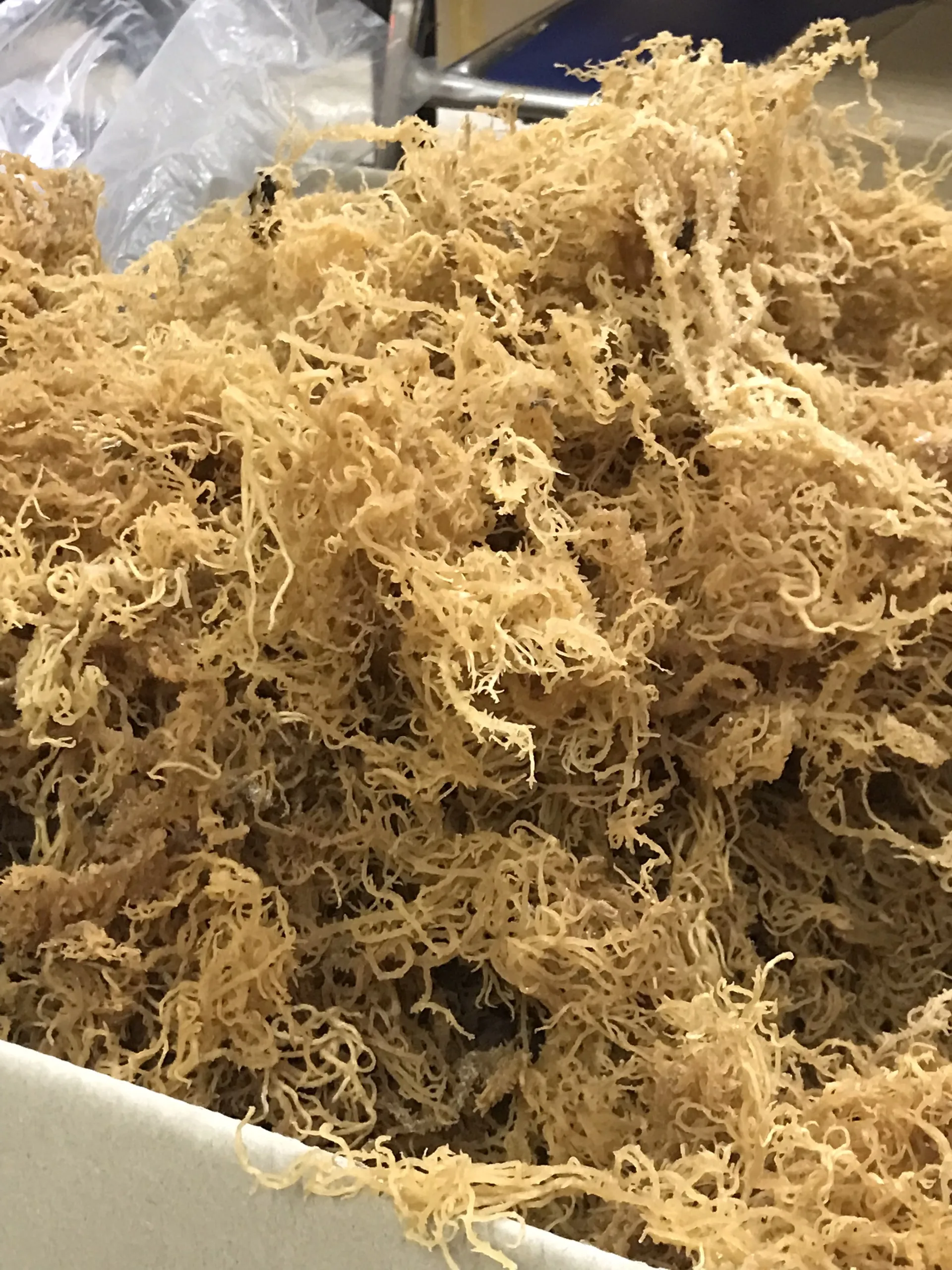 HIGH QUALITY SEA MOSS FROM VIETNAM SUPPLIER WITH THE BEST PRICE/ Wild crafted Irish Sea moss origin Ninh Thuan, Vietnam