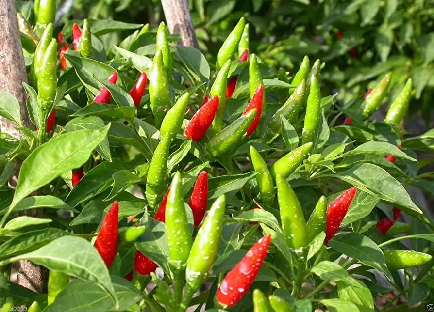 Single Spices and Herbs Fresh / Frozen Spicy Chili (Pepper) - Red Hot chili pepper wholesale