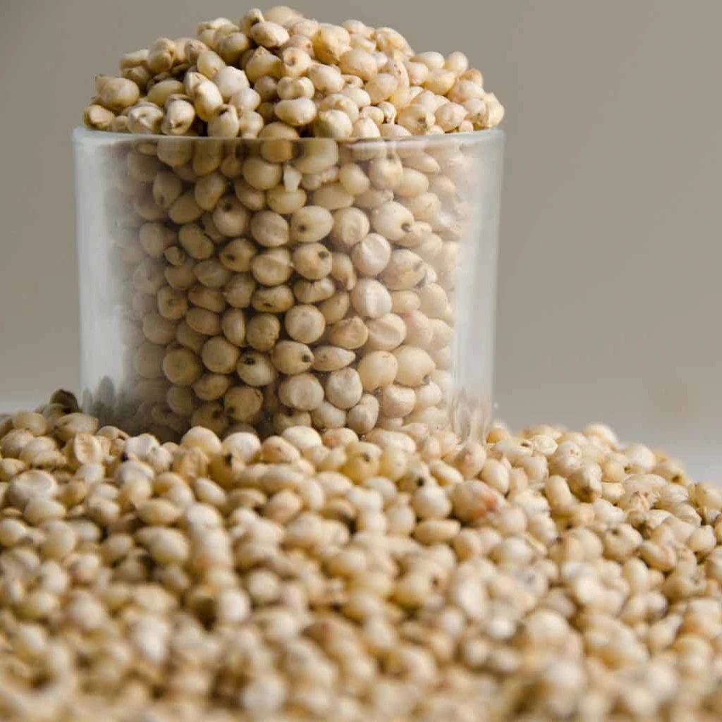 Sorghum White Milo Sorghum Grains Sorghum Price Per Ton for wholesale supply at Affordable Price