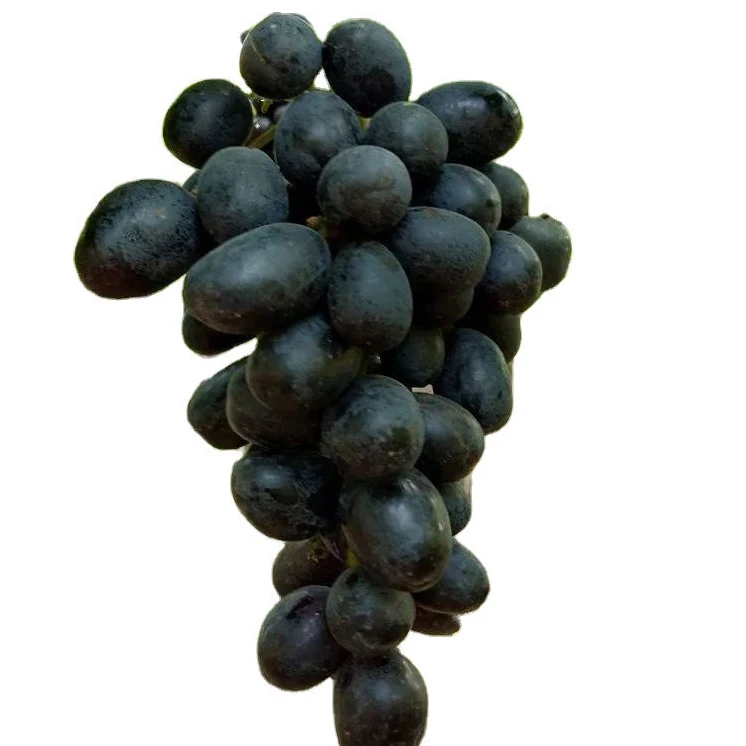 Quality  Seeded Fresh Red Grapes High Quality Best Price Fresh Sweet Seedless Seeded Black Green Red Grapes for Sale Fresh