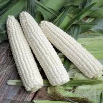 White Corn  white Maize for Human and Animal Feed