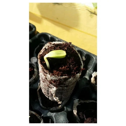 Competitive Price With Viet Nam Coco Peat Planting Soil For Seeding Coir Peat Pellet With High Quality