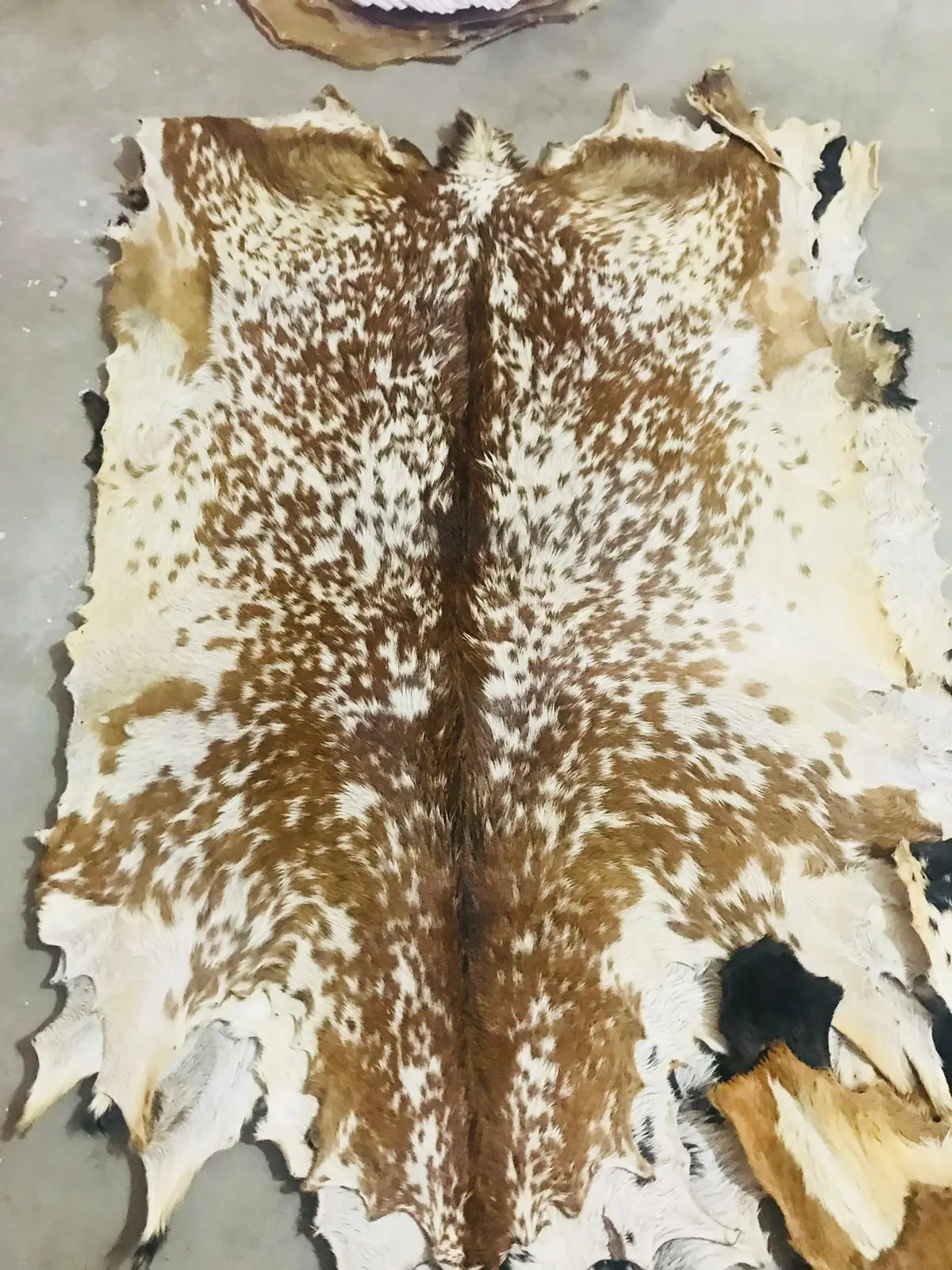 Vellum Head Full Goat skin with Hair