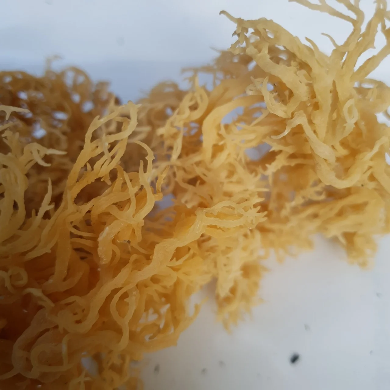 Сушеный морской мох, ямайский мох, оптовая продажа, самая низкая цена