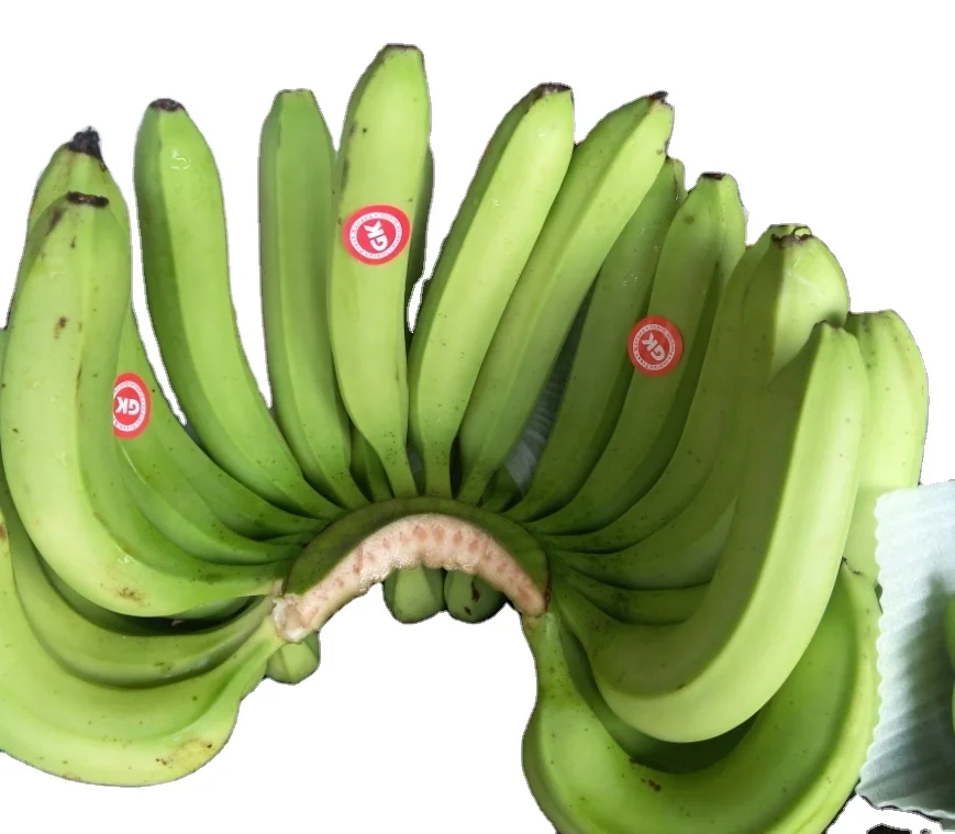 DIRECT CULTIVATON GREEN CAVENDISH BANANA