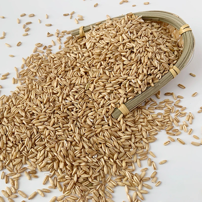 Rolled Oats / Instant Oats / Quick Oats Yellow Oats Seeds Sale