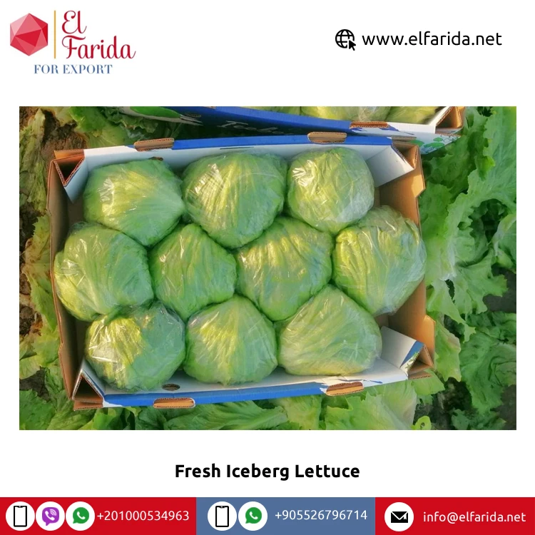 2022 Best Selling Export Quality 100% Natural Fresh Vegetables Iceberg Lettuce for Sale from Egypt at Bulk Price