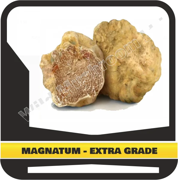 FRESH WHITE TRUFFLES TUBER MAGNATUM HUGE SIZE - EXTRA GRADE
